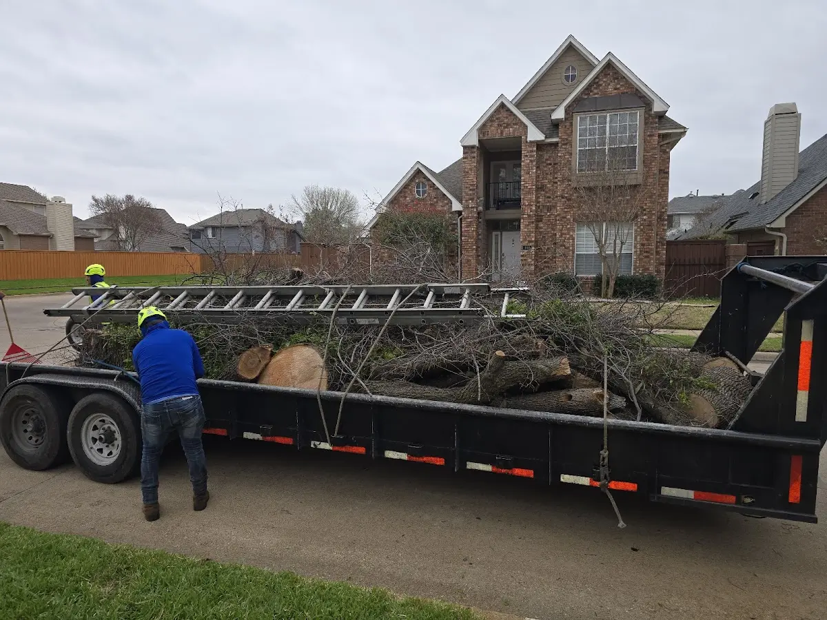 Expert Tree Pest Control with proper safety equipment in Export